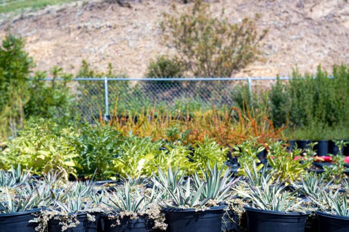 plants