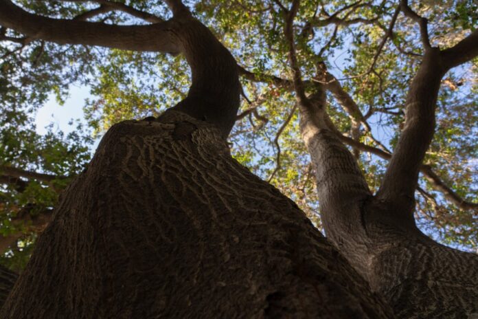 Quad_FEATURE_EthanDulaney10 oak tree