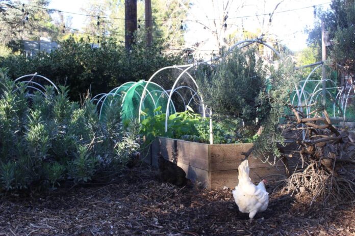 FeastGraden_News_Ella Birchard 9 FEAST