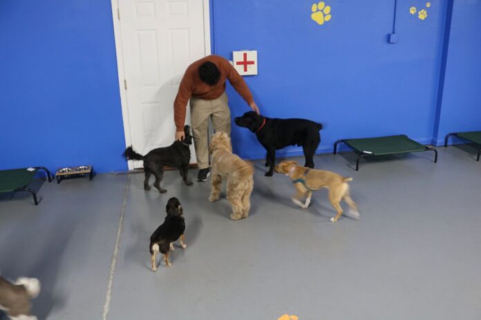 Julian Pelino pets some dogs