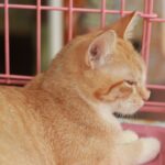 Echogarden_Community_Abel11