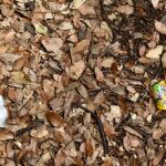Littering_News_Kwan4