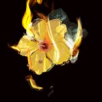 Meg_Tomonari_MauiFires_Opinions (1) (1)