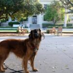 Walking_Community_Goddard_10
