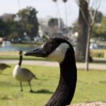 NRP_NELA_PARKS_5