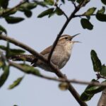 Bewicks wren
