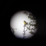 BirdWalk_ArtsAndCulture_Donovan_25 (1) 2