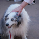 fallfest_artsculture_Hutton6