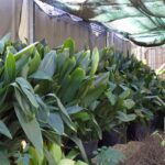 Groundskeeping_Sports_Bernard6