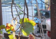 UEP course ‘demystifies the chicken’