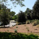 Landscaping_Essay_Goddard_11