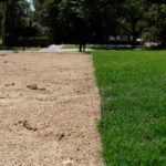 Landscaping_Essay_Goddard_14