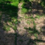 Landscaping_Essay_Goddard_16