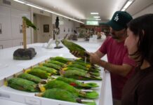 Moore Lab fights parrot poaching with wildlife forensics